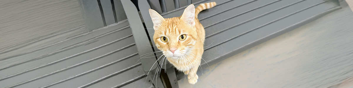 Adoption at Bryant Animal Control