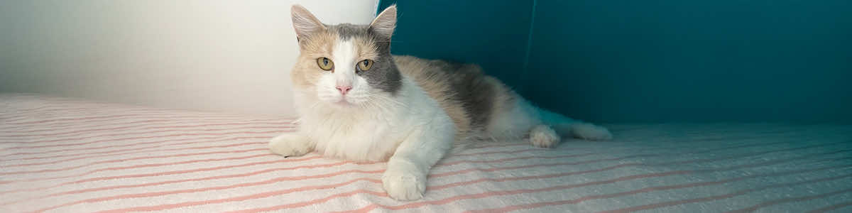 Lost and Found Pets at Bryant Animal Control